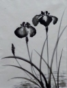 花菖蒲 F 花菖蒲 F6