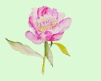 芍薬 F3 芍薬 F3