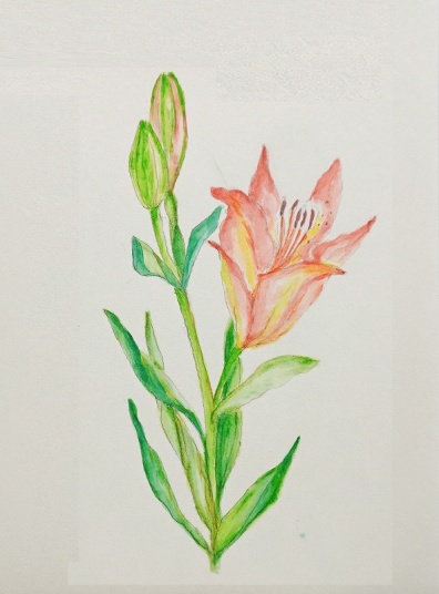 百合　　F6