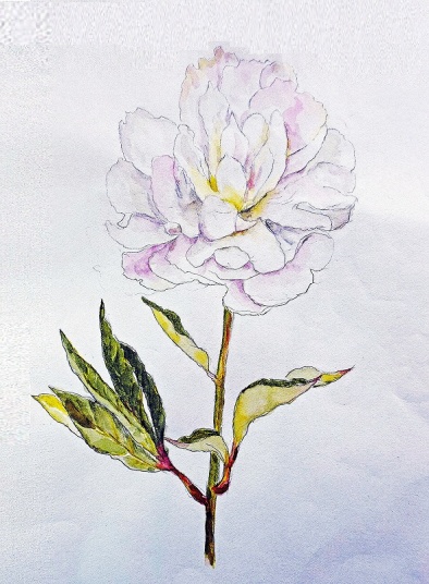 芍薬　　F4