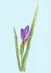 アイリス蕾み F4 アイリス蕾み F4