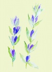 リンドウ F4 リンドウ F4
