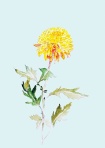 ピンポン菊 F4 ピンポン菊 F4