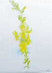 金魚草(スナップドラゴン) F4 金魚草(スナップドラゴン) F4