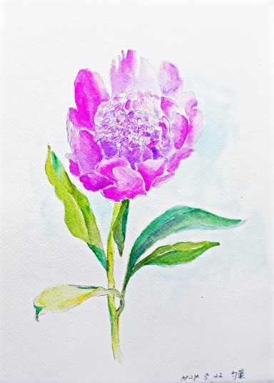芍薬　　F4