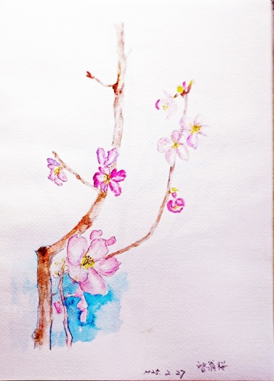 啓翁桜　　F4