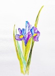 菖蒲 F4 菖蒲 F4