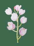 胡蝶蘭 F4 胡蝶蘭 F4