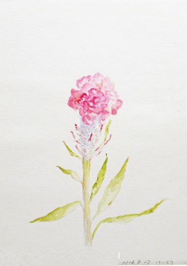 鶏頭　F4