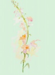 金魚草(スナップドラゴン) F4