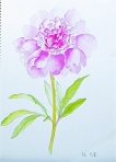 芍薬 F4 芍薬 F4