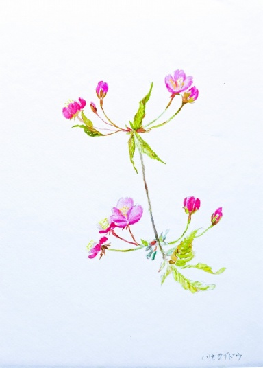 花カイドウ　　F4