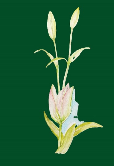 すかし百合　　F6