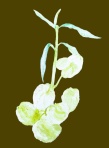 風船唐綿 F4 風船唐綿 F4