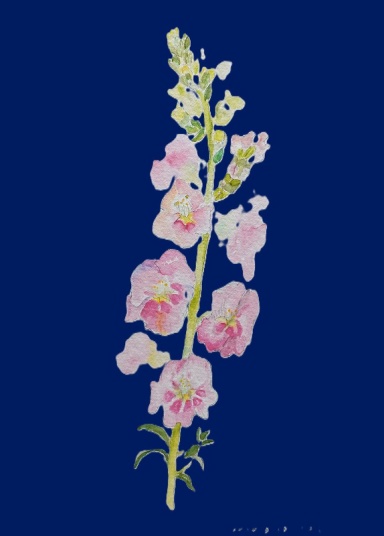 金魚草　F4