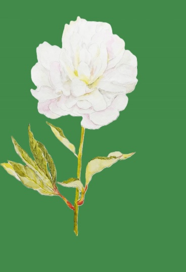 芍薬　　F4
