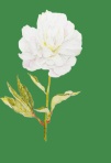 芍薬 F4 芍薬 F4